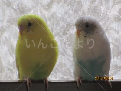 迷い鳥の写真