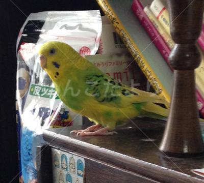 迷い鳥の写真