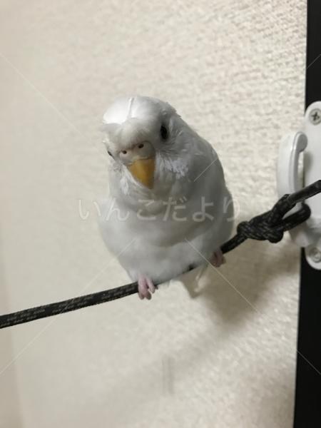 迷い鳥の写真