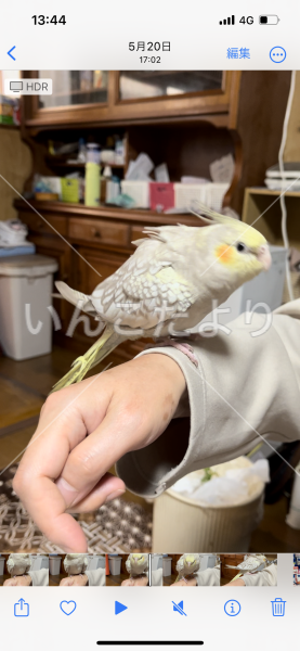 迷い鳥の写真
