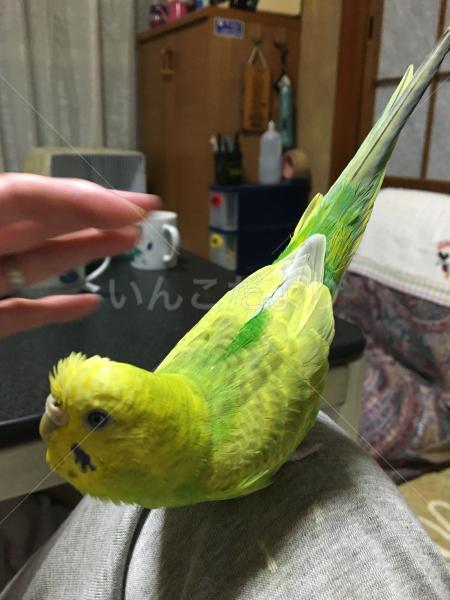 迷い鳥の写真
