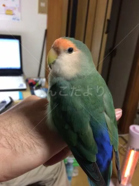 保護鳥の写真