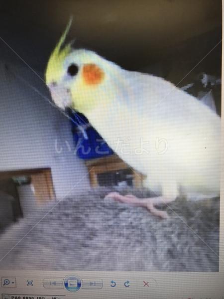 迷い鳥の写真