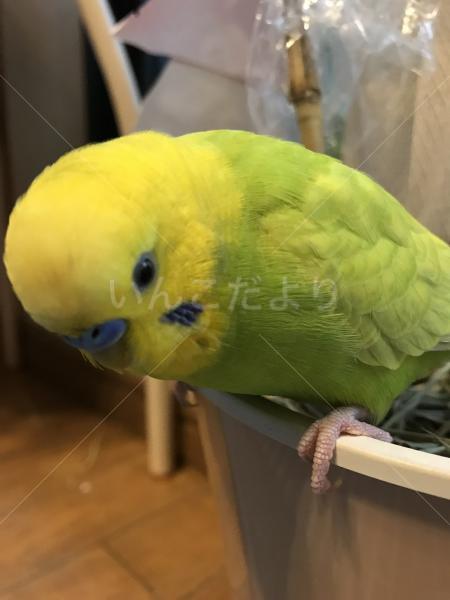 迷い鳥の写真