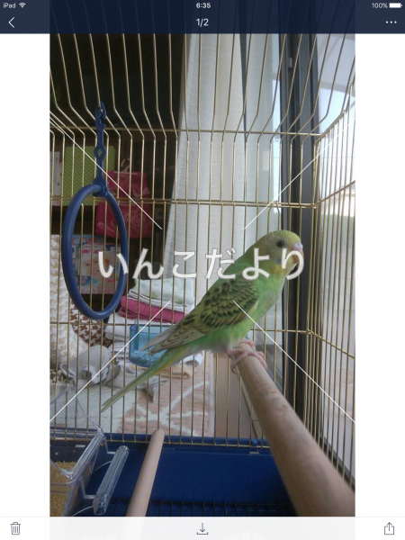 迷い鳥の写真