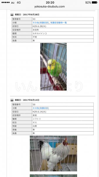 保護鳥の写真