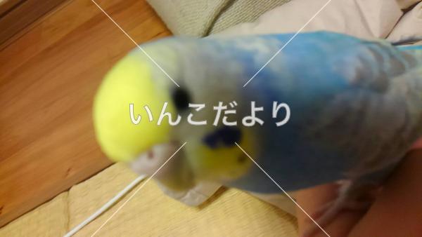 迷い鳥の写真