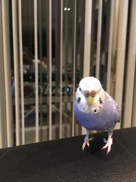 迷い鳥の写真