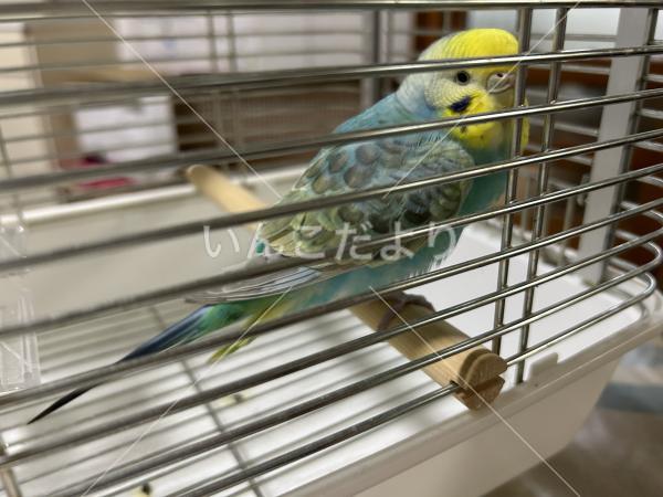 保護鳥の写真