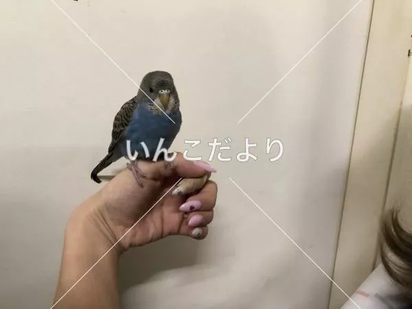 保護鳥の写真