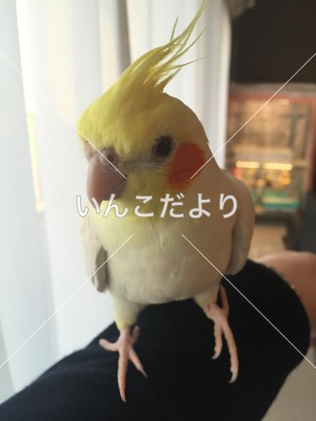 迷い鳥の写真