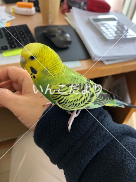 保護鳥の写真