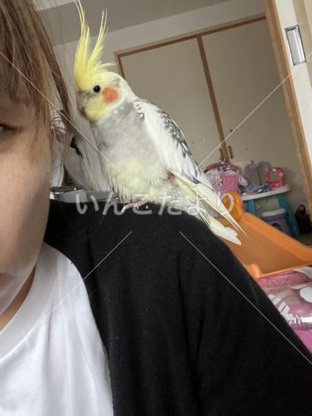 迷い鳥の写真