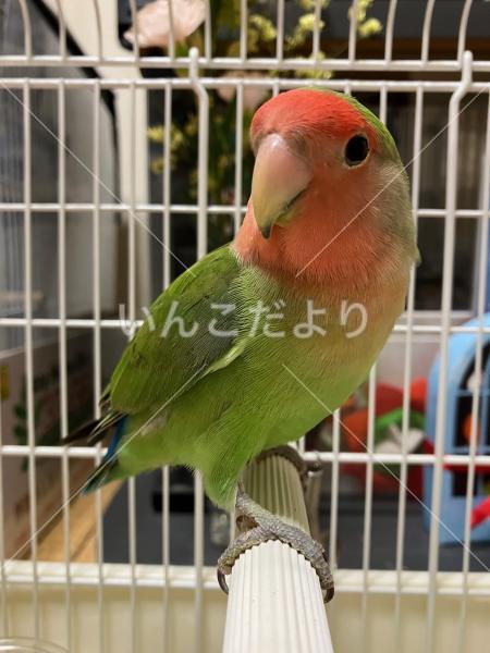 保護鳥の写真