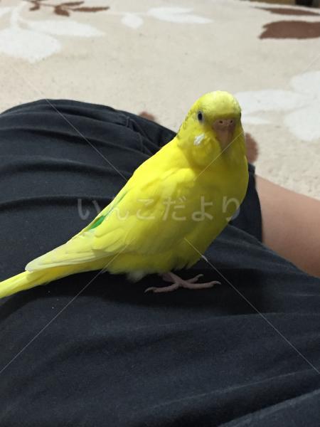 迷い鳥の写真