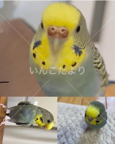 迷い鳥の写真