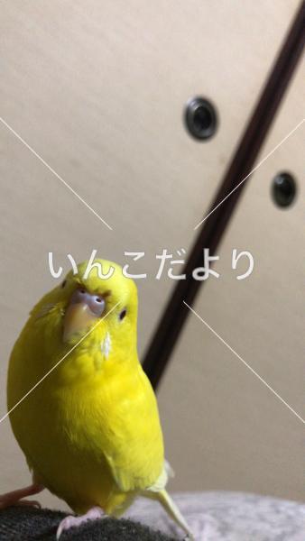 迷い鳥の写真