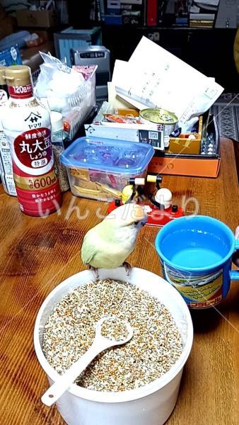 保護鳥の写真