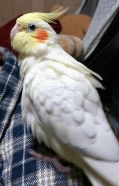 迷い鳥の写真