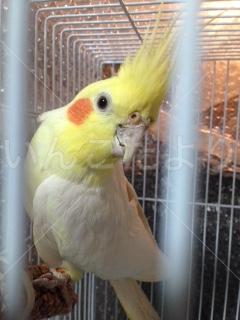 保護鳥の写真