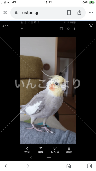 迷い鳥の写真