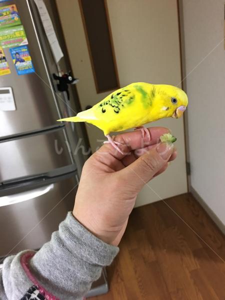 迷い鳥の写真