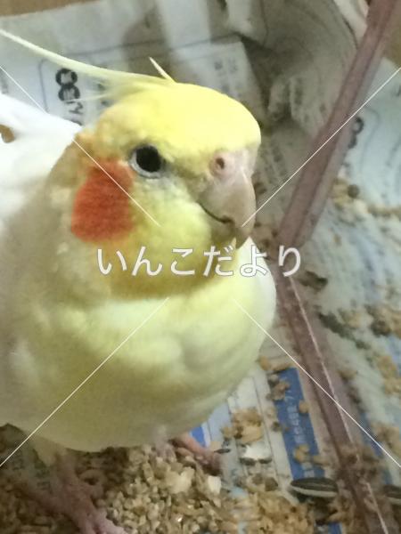 迷い鳥の写真