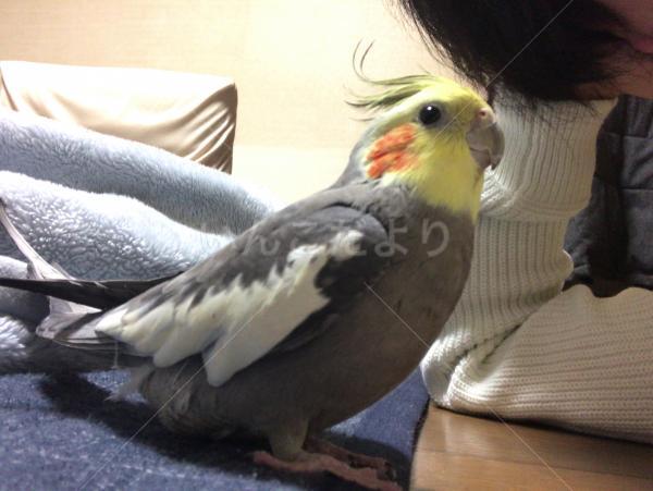 迷い鳥の写真