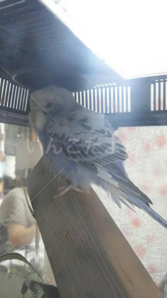保護鳥の写真