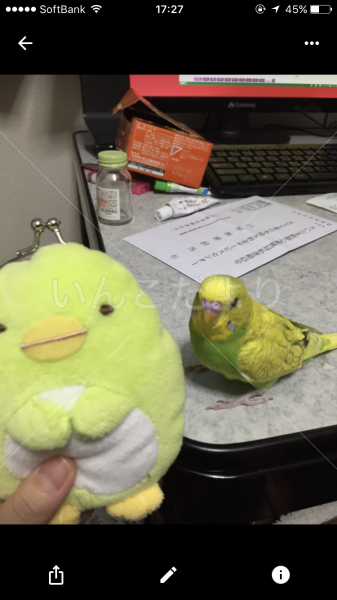 迷い鳥の写真
