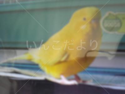 迷い鳥の写真