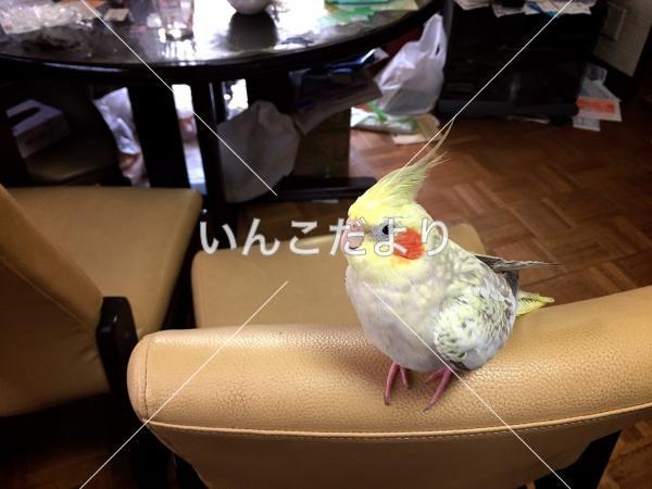 迷い鳥の写真