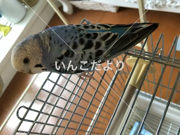 保護鳥の写真