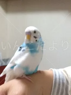 保護鳥の写真