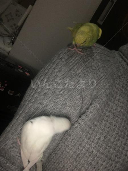 迷い鳥の写真