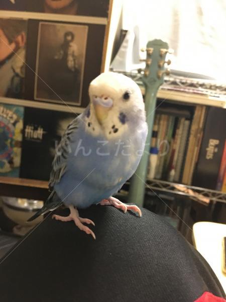 迷い鳥の写真