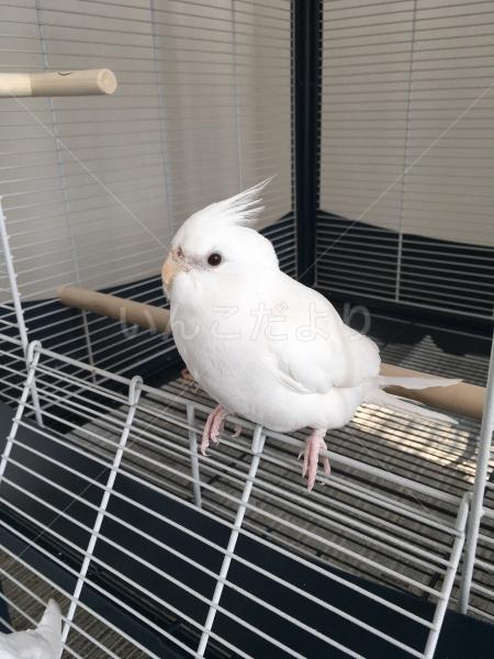 迷い鳥の写真