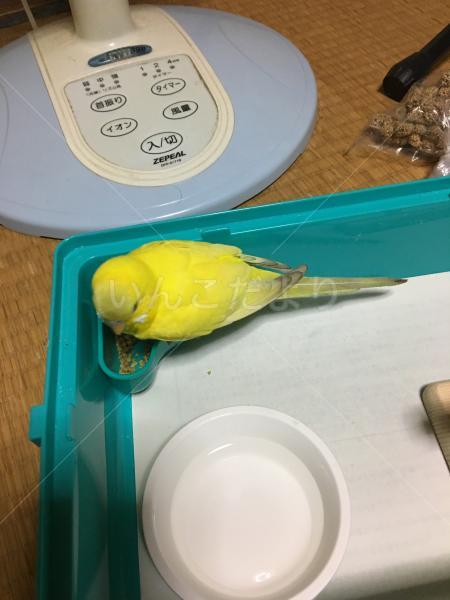 保護鳥の写真