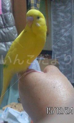 迷い鳥の写真