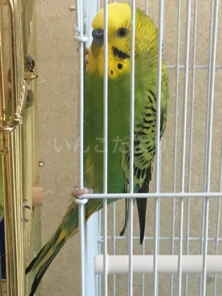 保護鳥の写真