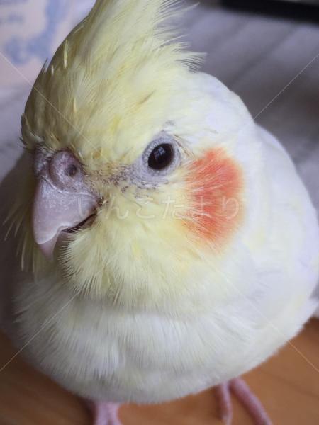 迷い鳥の写真