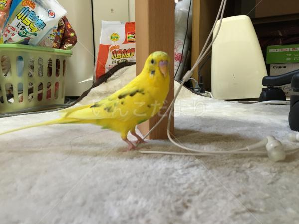 迷い鳥の写真