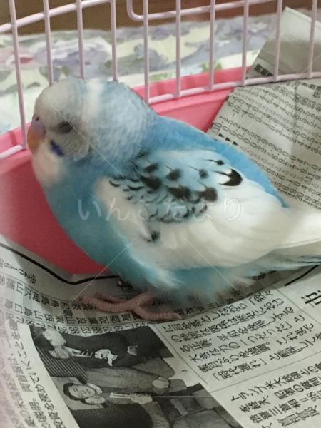 迷い鳥の写真