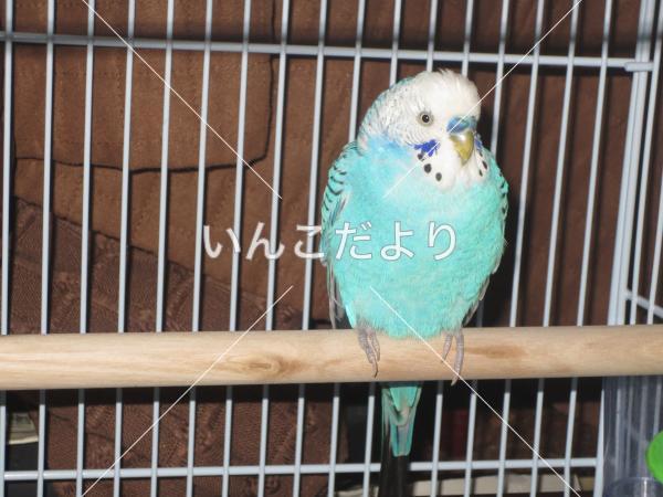 保護鳥の写真