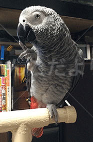 迷い鳥の写真