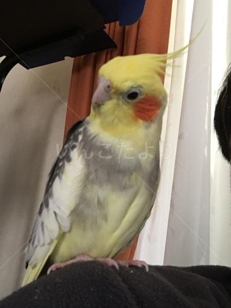 迷い鳥の写真