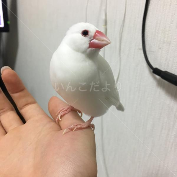 迷い鳥の写真