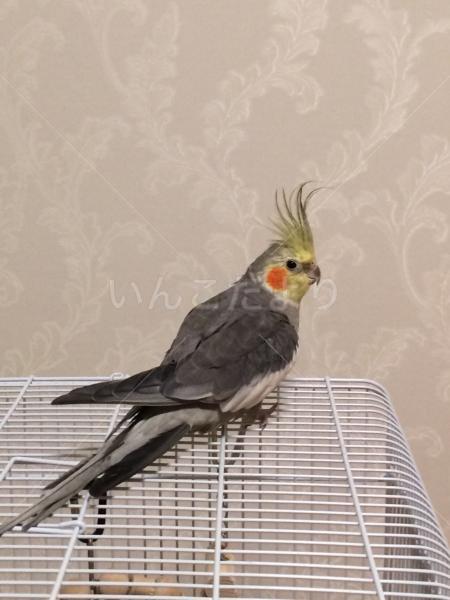 迷い鳥の写真