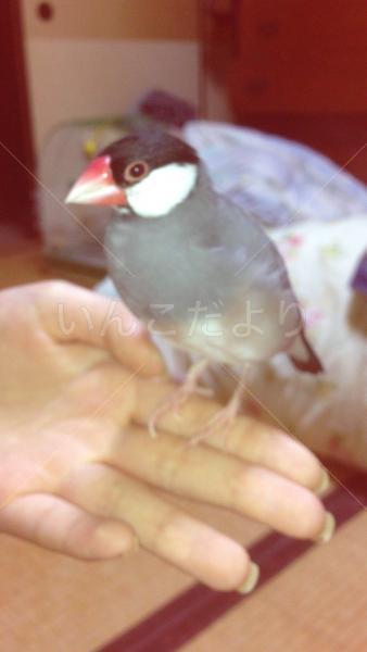 迷い鳥の写真