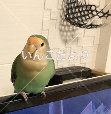 迷い鳥の写真